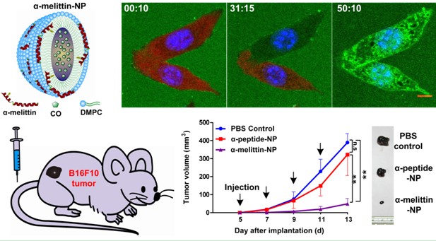 蜂毒肽-脂质纳米颗粒有效控制黑色素瘤的生长