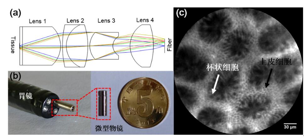 共聚焦内窥镜的微型物镜研究进展