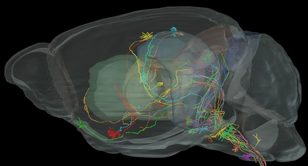 荧光显微光学切片断层成像技术首次展示鼠脑内单根轴突的长距离追踪