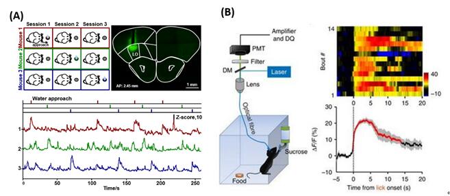 用光纤记录揭示活动小鼠的五羟色胺神经元编码奖赏的方式